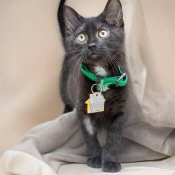 RAGNAR -  Domestic Short Hair Cat for Adoption in St. Louis, Missouri - RAGNAR | PetCurious