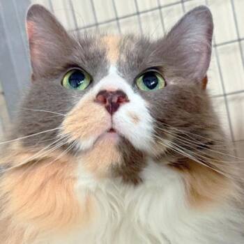 Rescue Maine Coon and Domestic Short Hair Cats for Adoption in Dahlonega, Georgia - Winnie | PetCurious