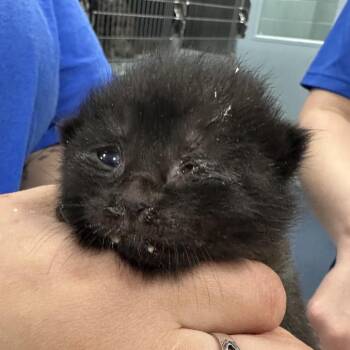 Thread -  Domestic Medium Hair Cat for Adoption in Greensboro, North Carolina - Thread | PetCurious
