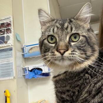 Domestic Short Hair Cats Available for Adoption in Pekin, Illinois - Drew | PetCurious