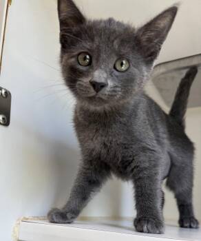 Katy -  Domestic Short Hair Cat for Adoption in Oakland, California - Katy | PetCurious