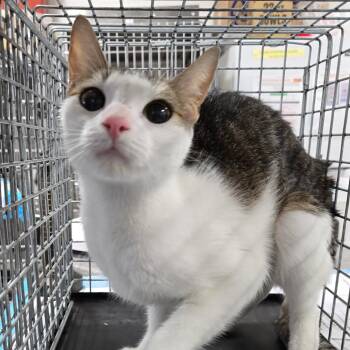 Cubby-TNR -  Domestic Short Hair Cat for Adoption in Newark, New Jersey - Cubby-TNR | PetCurious