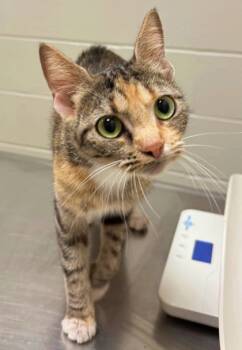 Rescue Domestic Short Hair Cats for Adoption in Morton Grove, Illinois - Heart | PetCurious