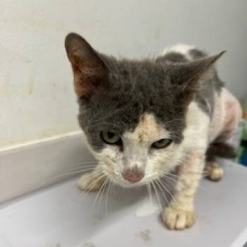 Rescue Domestic Short Hair Cats for Adoption in St. Louis, Missouri - Clove Mochi | PetCurious