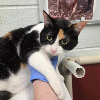 Cali -  Domestic Short Hair Cat for Adoption in Chattanooga, Tennessee - Cali | PetCurious