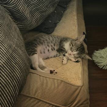Underwater Echo 23 -  Domestic Short Hair Cat for Adoption in Austin, Texas - Underwater Echo 23 | PetCurious