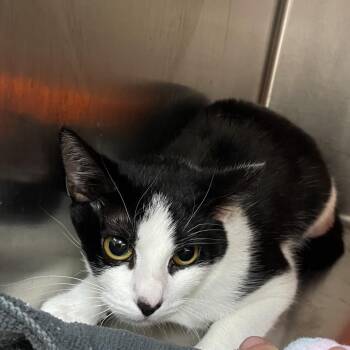 Domestic Short Hair Cats Available for Adoption in Port Charlotte, Florida - 0582-C26 | PetCurious