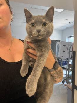 Snowball-Q -  Domestic Short Hair Cat for Adoption in Metamora, Illinois - Snowball-Q | PetCurious