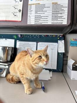 *Little Dell* -  Domestic Short Hair Cat for Adoption in Salt Lake City, Utah - *Little Dell* | PetCurious