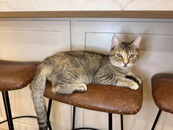 Domestic Short Hair Cats Available for Adoption - AMELIE | PetCurious