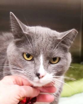 Rescue Domestic Short Hair Cats for Adoption in Fishers, Indiana - Doobie (at Smitten Kitten) | PetCurious