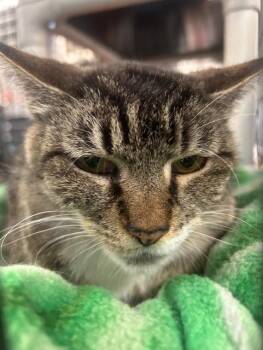 Rescue Domestic Short Hair Cats for Adoption in Stanhope, New Jersey - Too Boots | PetCurious