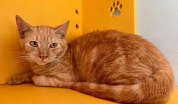 Domestic Short Hair Cats Available for Adoption in Honolulu, Hawaii - Ronald | PetCurious