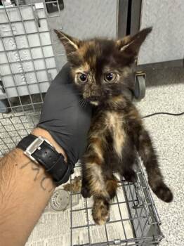 A185920 -  Domestic Short Hair Cat for Adoption in Pasadena, Texas - A185920 | PetCurious