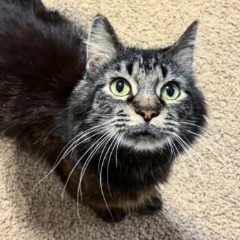 Granny Smith -  Domestic Short Hair Cat for Adoption in Des Moines, Iowa - Granny Smith | PetCurious