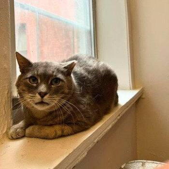 Joey -  Domestic Short Hair Cat Available for Adoption - Joey | PetCurious