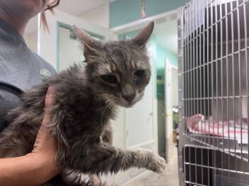 Domestic Medium Hair Cats Available for Adoption in Twentynine Palms, California - Merkimer (Ares) | PetCurious