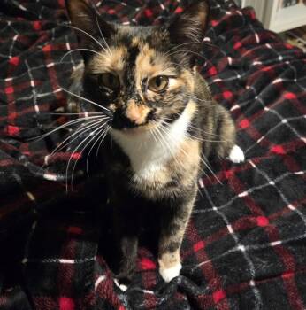 Savvy -  Tortoiseshell Cat for Adoption in Syracuse, New York - Savvy | PetCurious