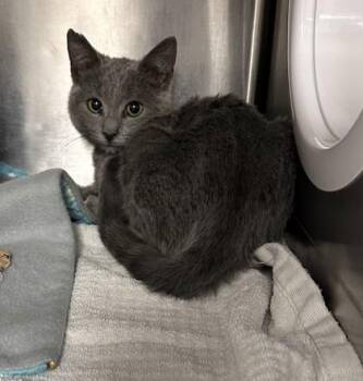 Misty -  Domestic Short Hair Cat for Adoption in Roseville, California - Misty | PetCurious