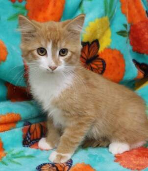 Rescue Domestic Medium Hair Cats for Adoption in Thief River Falls, Minnesota - Flame | PetCurious