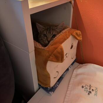Domestic Short Hair Cats Available for Adoption in Abingdon, Maryland - 0126-160 Sage | PetCurious