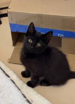 Olive -  Domestic Short Hair Cat for Adoption in Lafayette, Colorado - Olive | PetCurious