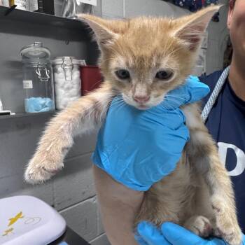 Cloud -  Domestic Short Hair Cat for Adoption in Summerville, South Carolina - Cloud | PetCurious