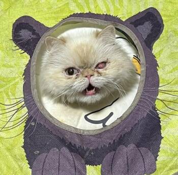 Persian Cats Available for Adoption in Vaughan, Ontario - Ludo | PetCurious