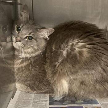 Domestic Medium Hair Cats Available for Adoption in Hawthorne, California - BoBo | PetCurious