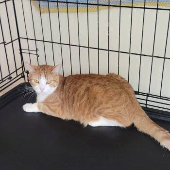 Madrid -  Domestic Short Hair Cat for Adoption in New York, New York - Madrid | PetCurious