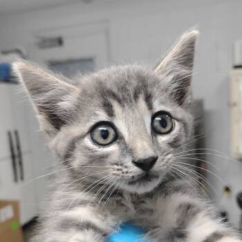 Domestic Short Hair Cats Available for Adoption in Summerville, South Carolina - Wolfie | PetCurious