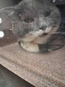 Catalac -  Domestic Short Hair Cat for Adoption in Sevierville, Tennessee - Catalac | PetCurious