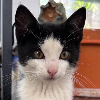 Saluki -  Domestic Short Hair Cat for Adoption in Santa Fe, New Mexico - Saluki | PetCurious
