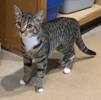 Hathor -  Domestic Short Hair Cat for Adoption in Midland, Virginia - Hathor | PetCurious