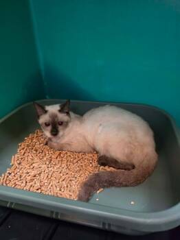 Latte -  Siamese Cat for Adoption in Shelbyville, Tennessee - Latte | PetCurious