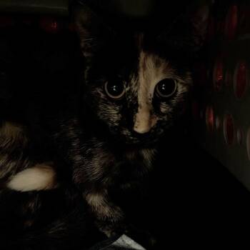 Double -  Domestic Short Hair Cat for Adoption in Fairport, New York - Double | PetCurious