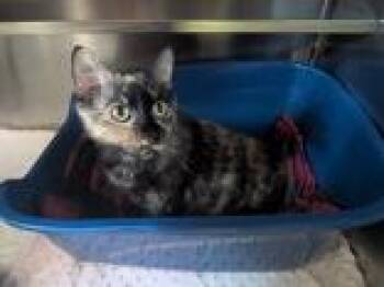 Ember -  Domestic Short Hair Cat for Adoption in Manitowoc, Wisconsin - Ember | PetCurious