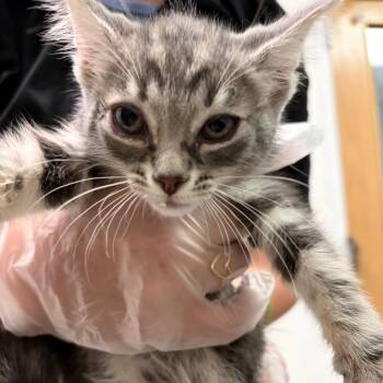 Soy Bean -  Domestic Short Hair Cat for Adoption in Charleston, West Virginia - Soy Bean | PetCurious