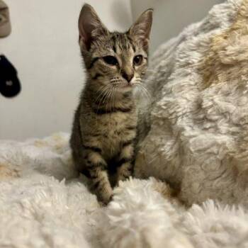 Ciggy -  Domestic Short Hair Cat for Adoption in Sanford, North Carolina - Ciggy | PetCurious