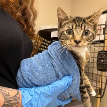 Delly -  Domestic Short Hair Cat for Adoption in Birmingham, Alabama - Delly | PetCurious