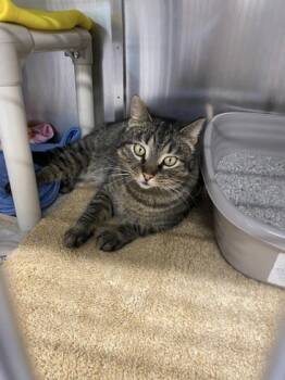 Rescue Domestic Short Hair Cats for Adoption in Hobart, Indiana - Ellie | PetCurious