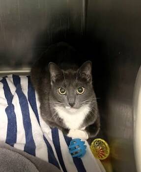 Rescue Domestic Short Hair Cats for Adoption in Twinsburg, Ohio - Jade | PetCurious