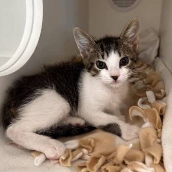 Domestic Short Hair Cats Available for Adoption in Phoenix, Arizona - Peppermint Butler | PetCurious