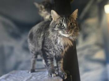 Reno -  Domestic Medium Hair Cat for Adoption in Minneapolis, Minnesota - Reno | PetCurious