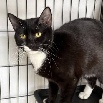 Domestic Short Hair Cats Available for Adoption in Washington, District Of Columbia - Mittens | PetCurious