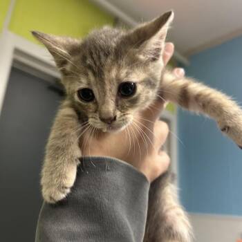Domestic Short Hair Cats Available for Adoption in Morganton, North Carolina - Rumi | PetCurious