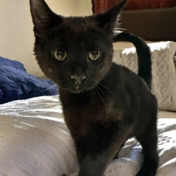 Rescue Domestic Short Hair Cats for Adoption in Santa Fe, New Mexico - Ember | PetCurious