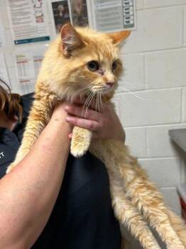 Domestic Medium Hair and Domestic Short Hair Cats Available for Adoption - Butterscotch | PetCurious