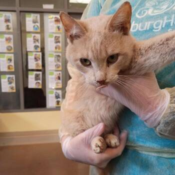 Crush -  Domestic Short Hair Cat for Adoption in Lynchburg, Virginia - Crush | PetCurious