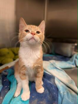 Trolli -  Domestic Short Hair Cat for Adoption in Chambersburg, Pennsylvania - Trolli | PetCurious